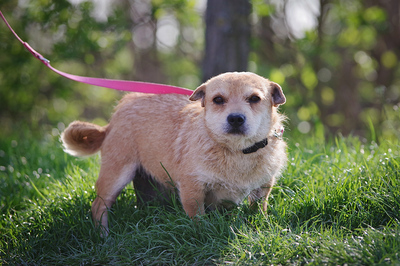 Enikö, Dackelmischling - Hündin