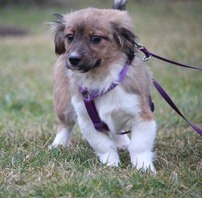 Enna, Mischling Welpen - Hündin