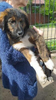 Enno, Mischling - Rüde