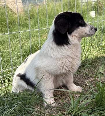 Enno, Mix - Rüde
