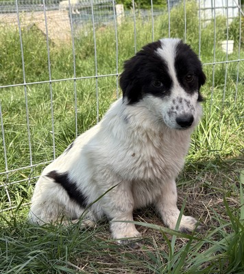 Enno, Mix - Rüde