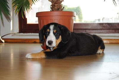 Entlebucher Sennenhund Welpen - Hündin