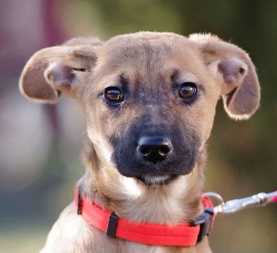 Eny, Mischling Welpen - Hündin