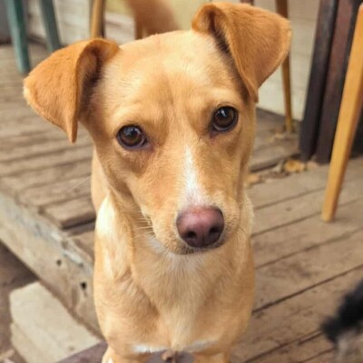 💥Enya  wäre gut in einer Familie mit selbstbewussten Hunden aufgehoben, die ihr die Führung geben können💥