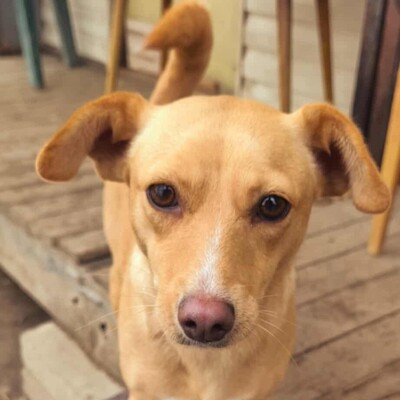 💥Enya wäre gut in einer Familie mit selbstbewussten Hunden aufgehoben, die ihr die Führung geben können💥, Mischlingshündin - Hündin