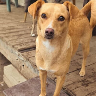 💥Enya wäre gut in einer Familie mit selbstbewussten Hunden aufgehoben, die ihr die Führung geben können💥, Mischlingshündin - Hündin