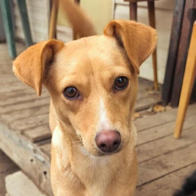 💥Enya wäre gut in einer Familie mit selbstbewussten Hunden aufgehoben, die ihr die Führung geben können💥, Mischlingshündin - Hündin