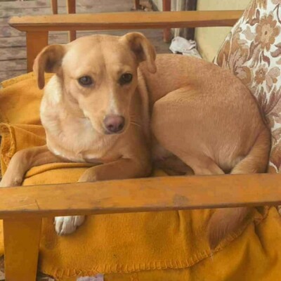 💥Enya wäre gut in einer Familie mit selbstbewussten Hunden aufgehoben, die ihr die Führung geben können💥, Mischlingshündin - Hündin