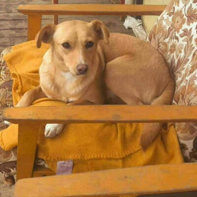 💥Enya wäre gut in einer Familie mit selbstbewussten Hunden aufgehoben, die ihr die Führung geben können💥, Mischlingshündin - Hündin