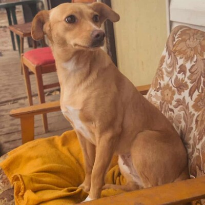 💥Enya wäre gut in einer Familie mit selbstbewussten Hunden aufgehoben, die ihr die Führung geben können💥, Mischlingshündin - Hündin