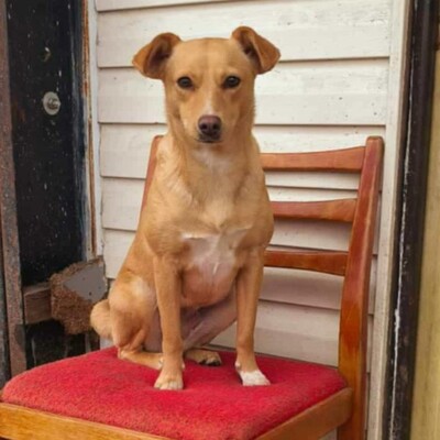 💥Enya wäre gut in einer Familie mit selbstbewussten Hunden aufgehoben, die ihr die Führung geben können💥, Mischlingshündin - Hündin