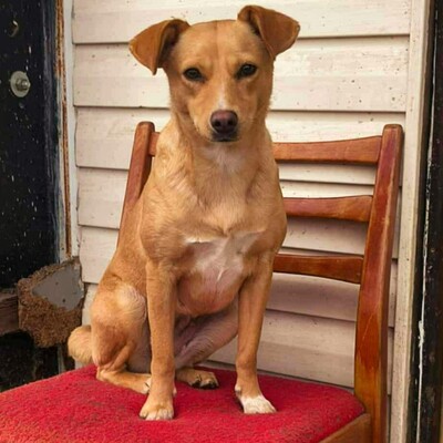 💥Enya wäre gut in einer Familie mit selbstbewussten Hunden aufgehoben, die ihr die Führung geben können💥, Mischlingshündin - Hündin