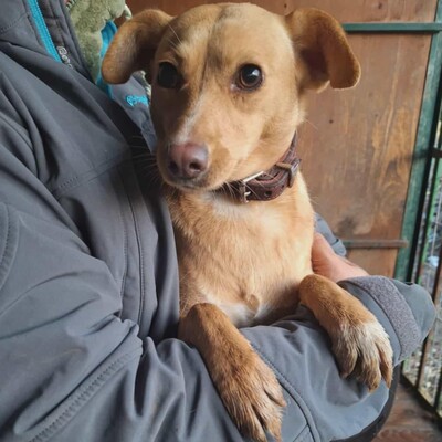 💥Enya wäre gut in einer Familie mit selbstbewussten Hunden aufgehoben, die ihr die Führung geben können💥, Mischlingshündin - Hündin