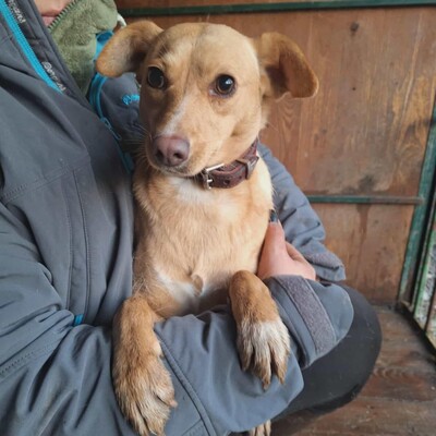 💥Enya wäre gut in einer Familie mit selbstbewussten Hunden aufgehoben, die ihr die Führung geben können💥, Mischlingshündin - Hündin