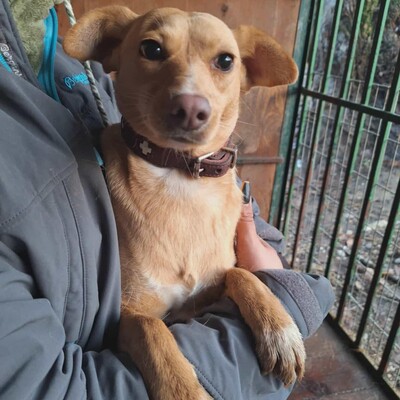 💥Enya wäre gut in einer Familie mit selbstbewussten Hunden aufgehoben, die ihr die Führung geben können💥, Mischlingshündin - Hündin