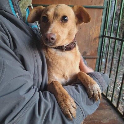 💥Enya wäre gut in einer Familie mit selbstbewussten Hunden aufgehoben, die ihr die Führung geben können💥, Mischlingshündin - Hündin