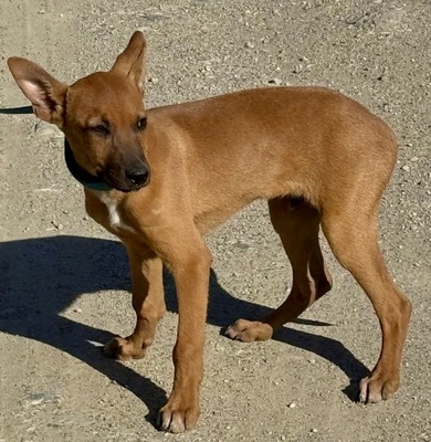 Enzo