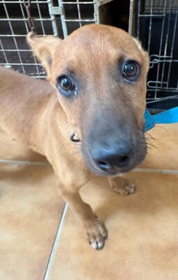 Enzo, MIx - Rüde