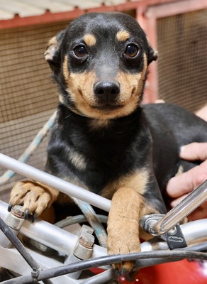 Enzo, Pinscher - Mix - Rüde