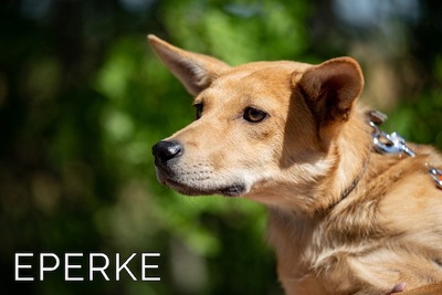 Eperke - Graziles Hundemädchen, ca. 1 Jahr, Mischling - Hündin