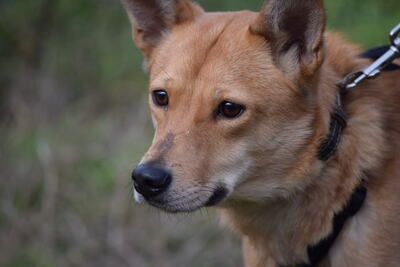 Eperke - Graziles Hundemädchen, ca. 1 Jahr, Mischling - Hündin