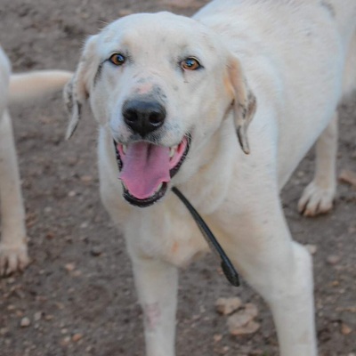 Era, Mischling - Hündin