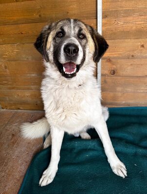 Erebos, Moskauer (Mix) - Rüde