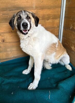 Erebos, Moskauer (Mix) - Rüde