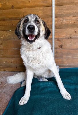 Erebos, Moskauer (Mix) - Rüde