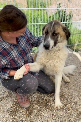 Erebos, Moskauer (Mix) - Rüde