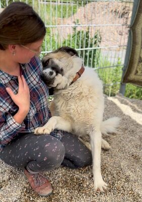 Erebos, Moskauer (Mix) - Rüde