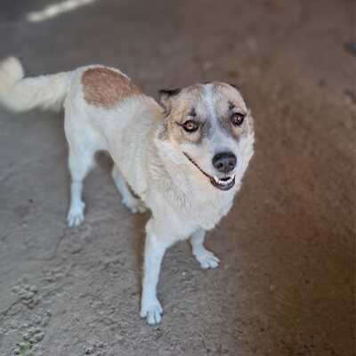 Eri - Kuscheln gehört für sie zu den schönsten Dingen / Vorgemerkt, Mischling Welpen - Hündin