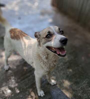 Eri - Kuscheln gehört für sie zu den schönsten Dingen / Vorgemerkt, Mischling Welpen - Hündin