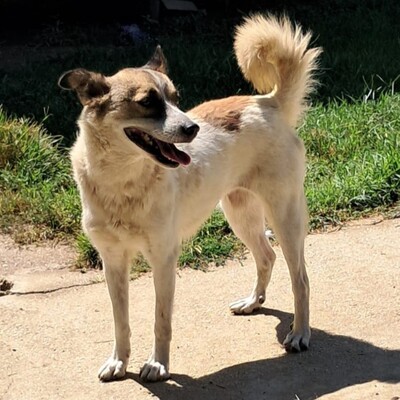 Eri - Kuscheln gehört für sie zu den schönsten Dingen / Vorgemerkt, Mischling Welpen - Hündin