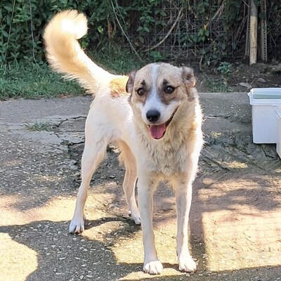 Eri - Kuscheln gehört für sie zu den schönsten Dingen / Vorgemerkt, Mischling Welpen - Hündin