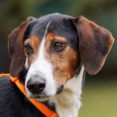 Erico, Mischling - Rüde