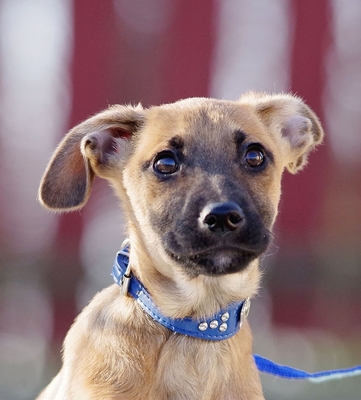 Erik, Mischling Welpen - Rüde