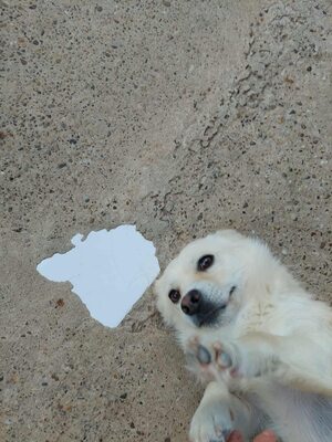 🤍 Erik – kleiner Sonnenschein mit Charme 🤍