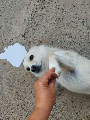 🤍 Erik – kleiner Sonnenschein mit Charme 🤍, Mischling - Rüde