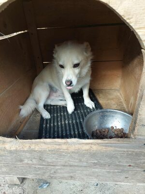 🤍 Erik – kleiner Sonnenschein mit Charme 🤍, Mischling - Rüde