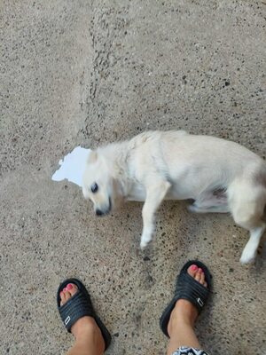 🤍 Erik – kleiner Sonnenschein mit Charme 🤍, Mischling - Rüde