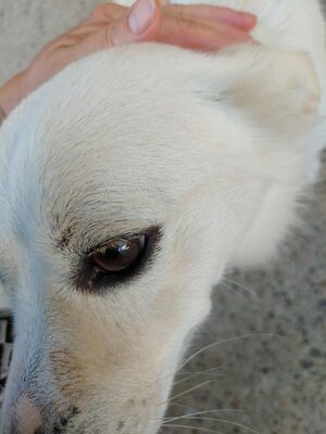 🤍 Erik – kleiner Sonnenschein mit Charme 🤍, Mischling - Rüde