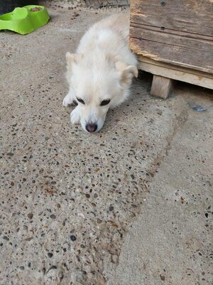 🤍 Erik – kleiner Sonnenschein mit Charme 🤍, Mischling - Rüde