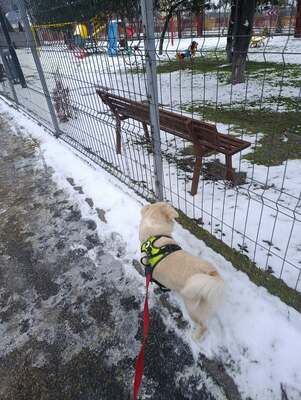 🤍 Erik – kleiner Sonnenschein mit Charme 🤍, Mischling - Rüde