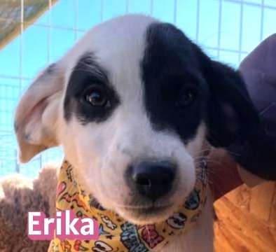 Erika