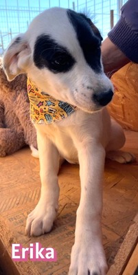 Erika, Mischling Welpen - Hündin