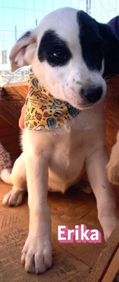 Erika, Mischling Welpen - Hündin