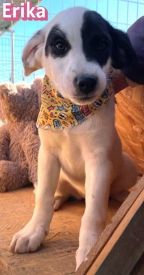 Erika, Mischling Welpen - Hündin