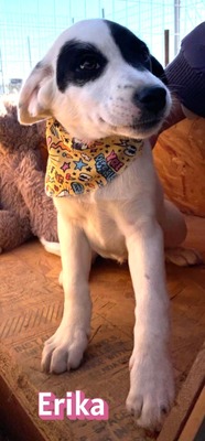 Erika, Mischling Welpen - Hündin