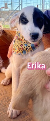 Erika, Mischling Welpen - Hündin